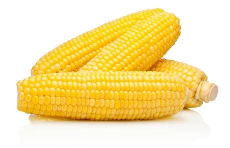 Bicolor corn: pack of 4